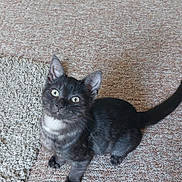 Zero is registered to the contest to win money with this photo: animal, black_cat, carpet, cat, curious, cute, domestic_cat, feline, floor, home, indoor, kitten, looking_up, pet, playful, sitting, small_animal, tail, whiskers, young_animal