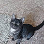animal, black_cat, carpet, cat, curious, cute, domestic_cat, feline, floor, home, indoor, kitten, looking_up, pet, playful, sitting, small_animal, tail, whiskers, young_animal