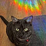 Zero is registered to the contest to win money with this photo: animal, bell, black_cat, cat, closeup, collar, colorful_reflections, curious, domestic_cat, ears, feline, indoor, pet, portrait, rainbow_light, rug, sitting, whiskers, wooden_floor, yellow_eyes