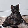 Zero joined the competition — help win amazing prizes! animal, carpet, cat, curious, cute, ears, feline, floor, indoor, kitten, paw, pet, relaxed, shoes, sitting, sneakers, striped, tabby, whiskers, young