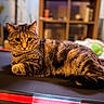 Roxie is registered to the contest to win money with this photo: cat, tabby, animal, pet, indoor, feline, fur, whiskers, relaxed, resting, closeup, mammal, cute, domestic, eyes, portrait, soft_light, texture, background_blur, cozy