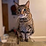 Roxie joined the competition — help win amazing prizes! cat, tabby, pet, indoor, animal, feline, whiskers, fur, close_up, curious, sitting, wooden_surface, blurred_background, eyes, cute, domestic, mammal, portrait, household, focus