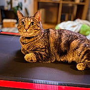 Roxie joined the competition — help win amazing prizes! cat, tabby_cat, pet, indoor, treadmill, feline, animal, whiskers, curious, relaxed, fur, brown, striped, collar, home, cozy, closeup, mammal, domestic, cute