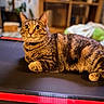 cat, tabby_cat, pet, indoor, treadmill, feline, animal, whiskers, curious, relaxed, fur, brown, striped, collar, home, cozy, closeup, mammal, domestic, cute