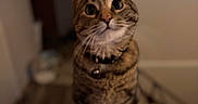 Roxie joined the competition — help win amazing prizes! cat, tabby, indoor, pet, feline, collar, whiskers, curious, closeup, blurred_background, fur, ears, eyes, looking_up, animal, domestic, mammal, cute, portrait, home