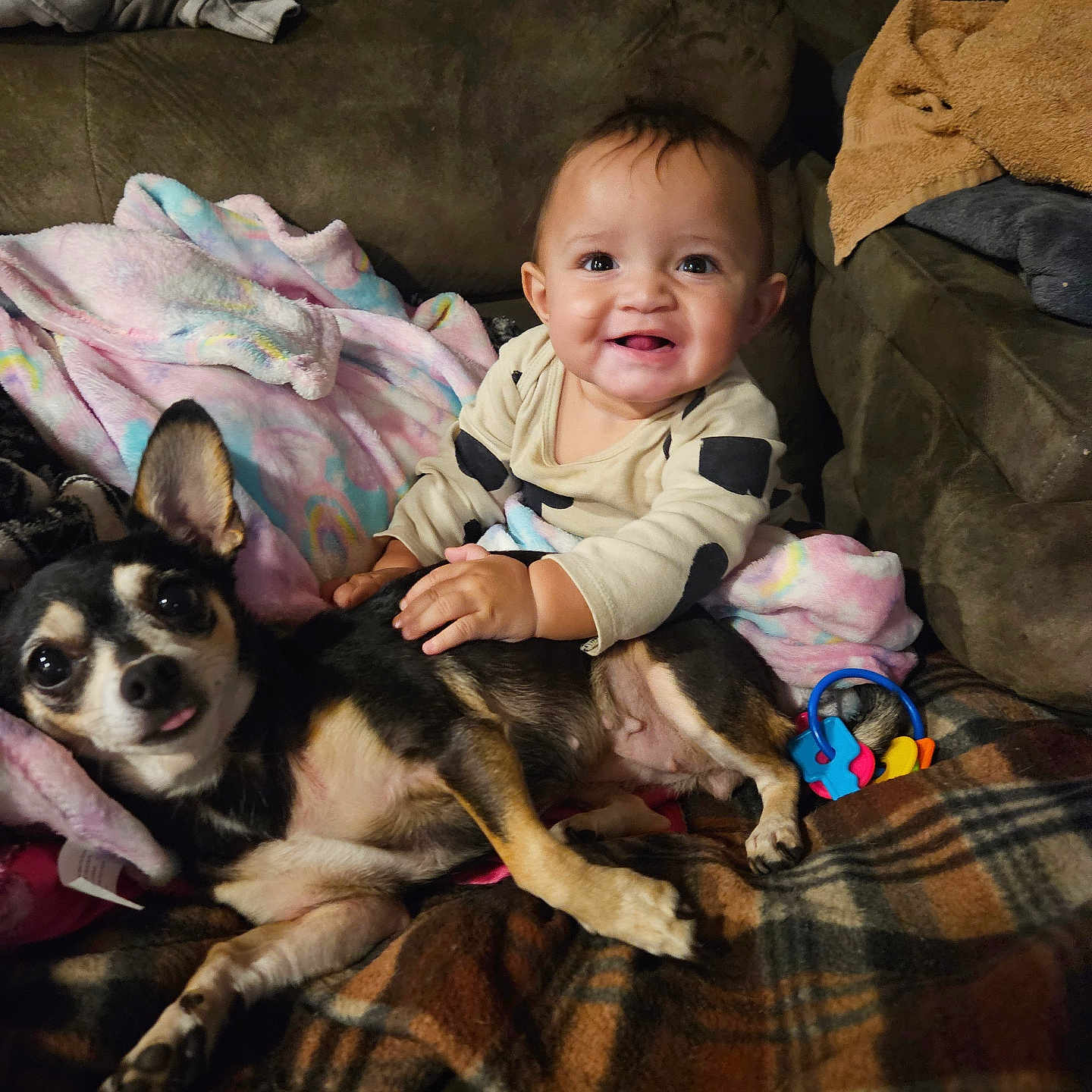 Malaika joined the competition — help win amazing prizes! animal, baby, blanket, canine, couch, cushion, dog, face, furniture, happy, head, homedecor, husky, person, pet, photography, portrait, puppy, quilt, smile