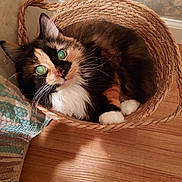 Taco is registered to the contest to win money with this photo: cat, calico, basket, wooden_floor, indoor, pet, animal, feline, curled_up, cozy, fur, whiskers, ears, eyes, reflection, texture, fabric, wall, home, cute
