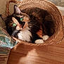 cat, calico, basket, wooden_floor, indoor, pet, animal, feline, curled_up, cozy, fur, whiskers, ears, eyes, reflection, texture, fabric, wall, home, cute