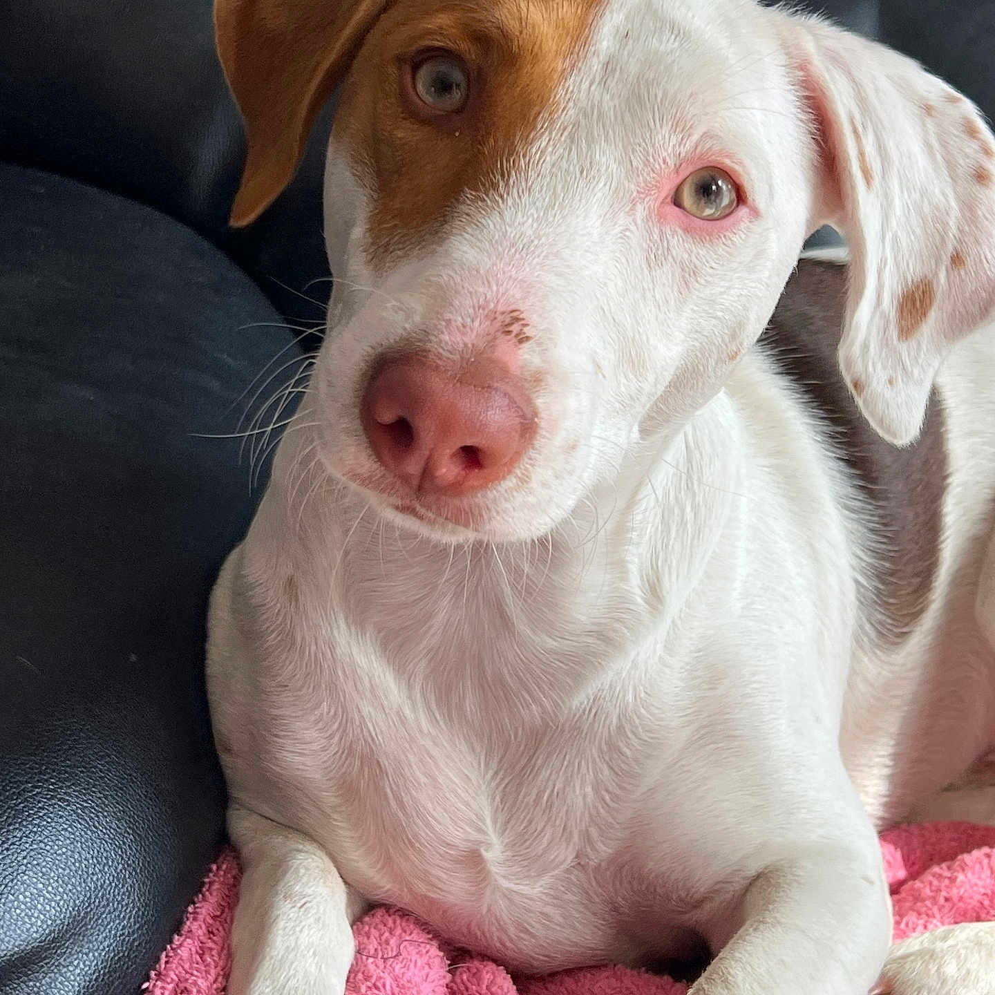 Paco participe au concours pour gagner de l'argent avec cette photo : animal, beagle, bulldog, canine, chair, couch, dog, face, furniture, head, hound, labradorretriever, person, pet, photography, pitbull, pointer, puppy, snout, whitedog
