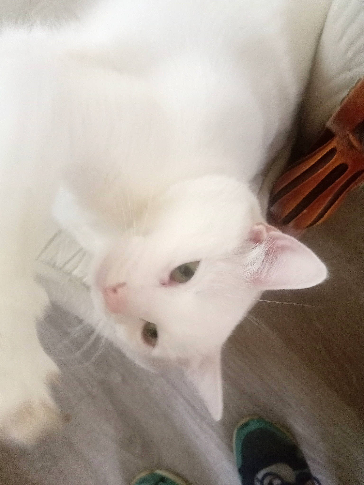 Tsuki a rejoint le concours — aidez-le/la à gagner de superbes lots ! carnivore, cat, claw, cutlery, domestic_short_haired_cat, ear, fawn, feather, felidae, fur, kitchen_utensil, paw, small_to_medium_sized_cats, snout, tableware, tail, whiskers