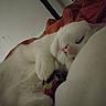 animal, ball, blanket, cat, closeup, comfort, cozy, cute, feline, fur, indoor, paw, pet, pink_nose, relaxed, resting, sleeping, soft, toy, white_cat