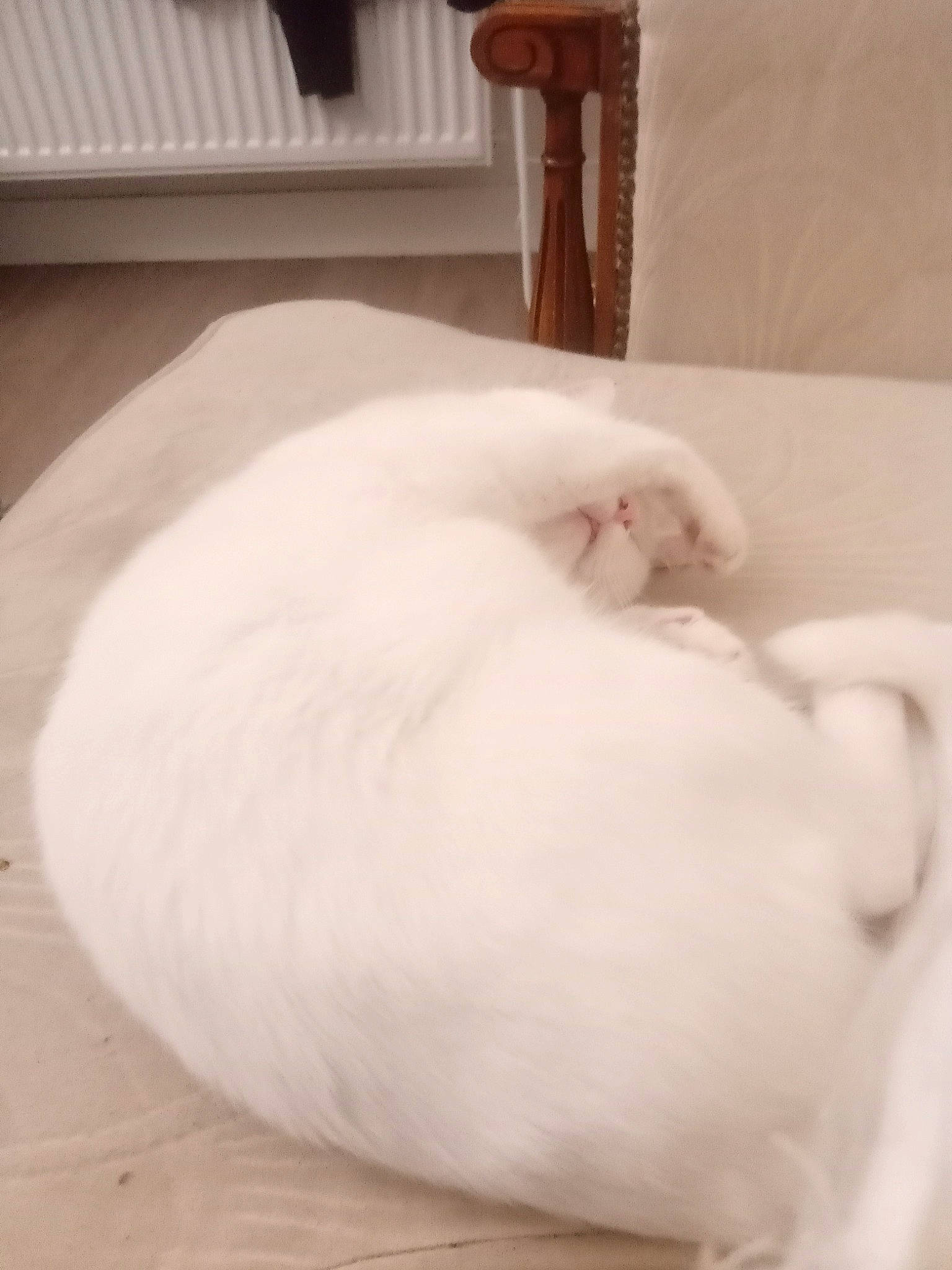 Tsuki participe au concours pour gagner de l'argent avec cette photo : canidae, carnivore, cat, comfort, companion_dog, dog_breed, duvet, fawn, felidae, flooring, fur, hardwood, linens, room, small_to_medium_sized_cats, snout, sporting_group, tail, whiskers, wood