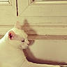 animal, cat, cozy, domestic_animal, feline, home, indoor, light, mammal, pet, quiet, radiator, relaxed, resting, shadow, side_view, wall, warm_light, white_cat, window