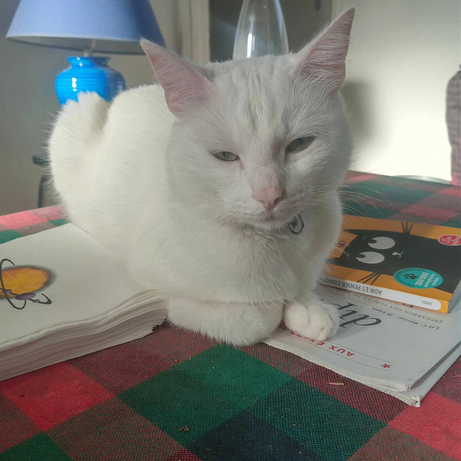 Tsuki