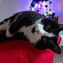 cat, black_and_white, animal, pet, chair, red_cloth, christmas_tree, lights, decorations, indoor, holiday, festive, wood, fur, whiskers, relaxed, close_up, green_eyes, cozy, home