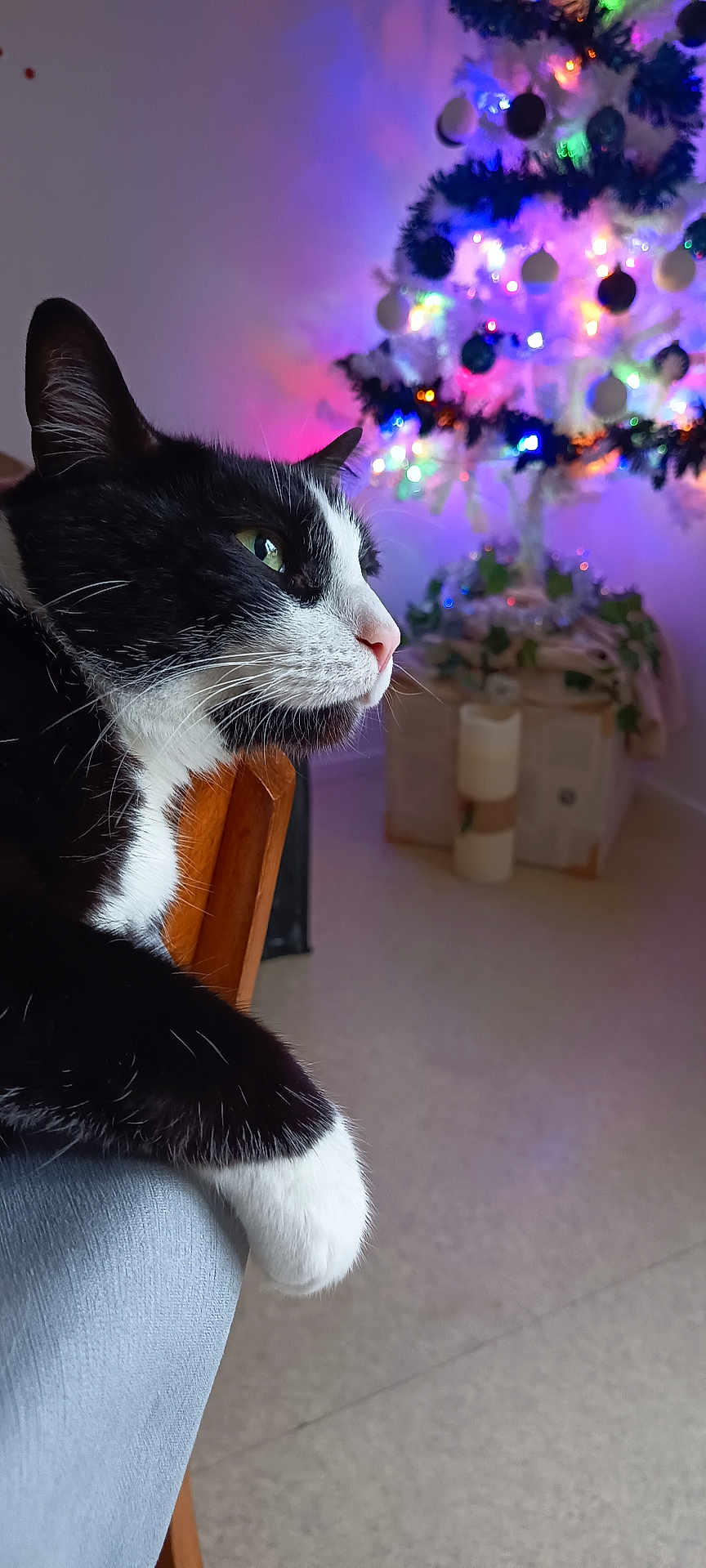 Pépère a rejoint le concours — aidez-le/la à gagner de superbes lots ! cat, black_and_white, chair, christmas_tree, lights, holiday_decor, indoor, pet, feline, relaxed, close_up, fur, whiskers, paws, wood, background_blur, colorful, festive, decorations, home