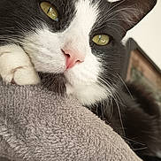 Pépère participe au concours pour gagner de l'argent avec cette photo : animal, black_and_white, cat, cat_tree, close_up, cozy, ears, feline, fur, green_eyes, houseplant, indoor, paw, pet, pink_nose, portrait, relaxed, resting, soft_texture, whiskers