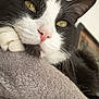 cat, black_and_white, close_up, pink_nose, green_eyes, whiskers, cat_tree, feline, indoor, relaxed, soft_texture, paw, ears, fur, houseplant, cozy, portrait, pet, resting, animal