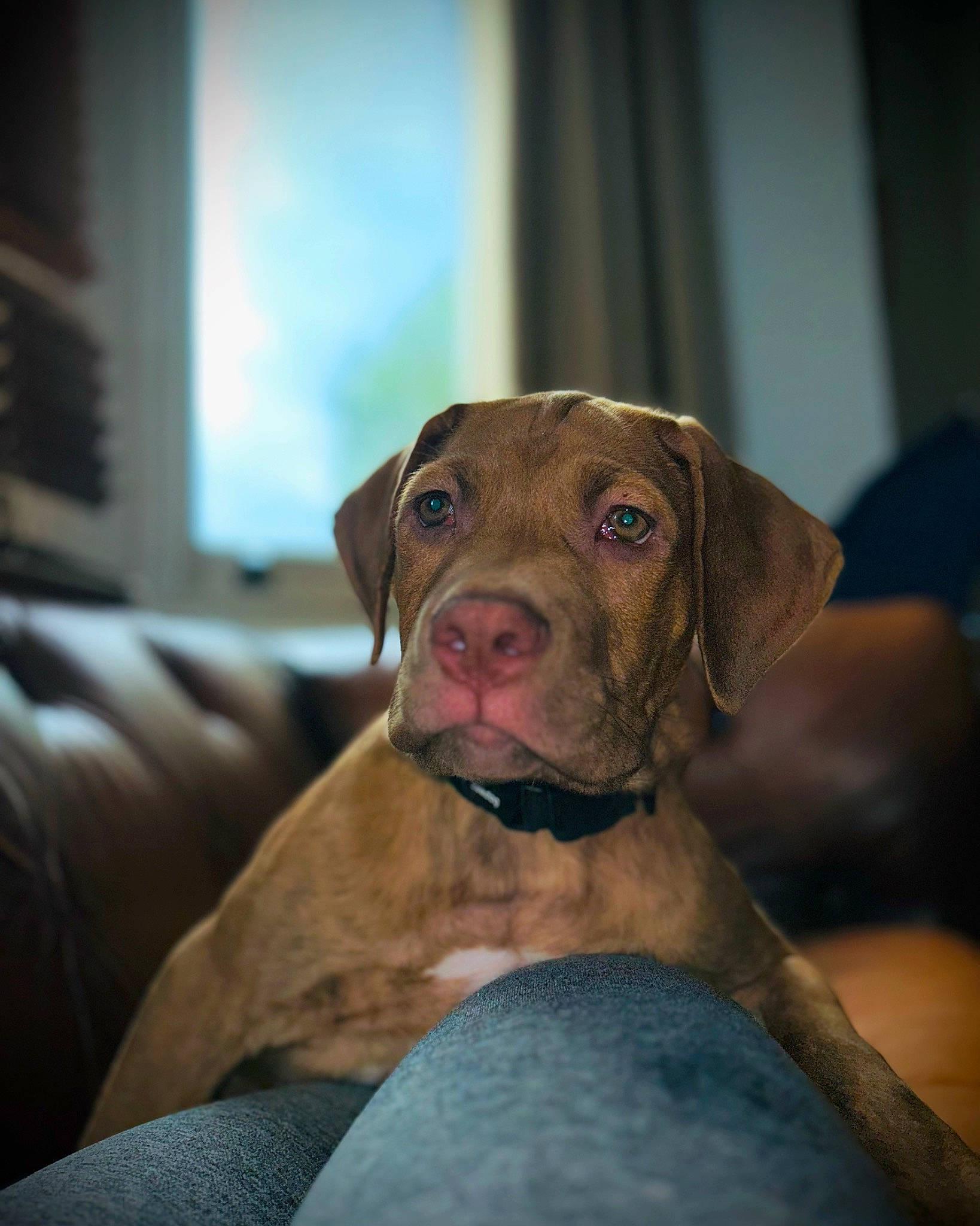 Chaos is registered to the contest to win money with this photo: canidae, carnivore, collar, comfort, companion_dog, dog, dog_breed, fawn, fur, hunting_dog, liver, non_sporting_group, pet_supply, snout, sporting_group, whiskers, working_animal