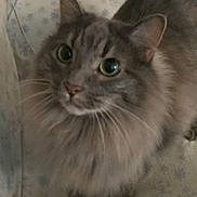 Itty Bitty Kitty is registered to the contest to win money with this photo: cat, tabby, gray_fur, fluffy, long_hair, green_eyes, whiskers, upright_ears, pet, animal, sitting, portrait, close_up, indoors, cushion, furniture, cozy, storage_boxes, flash_photography, cute