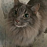 cat, tabby, gray_fur, fluffy, long_hair, green_eyes, whiskers, upright_ears, pet, animal, sitting, portrait, close_up, indoors, cushion, furniture, cozy, storage_boxes, flash_photography, cute