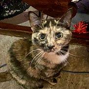Eliza joined the competition — help win amazing prizes! cat, tortoiseshell_cat, kitten, pet, animal, feline, sitting, indoors, floor, carpet, furniture, wood, flower, red_flower, wide_eyed, whiskers, ears, fur, portrait, home