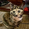 cat, tortoiseshell_cat, kitten, pet, animal, feline, sitting, indoors, floor, carpet, furniture, wood, flower, red_flower, wide_eyed, whiskers, ears, fur, portrait, home