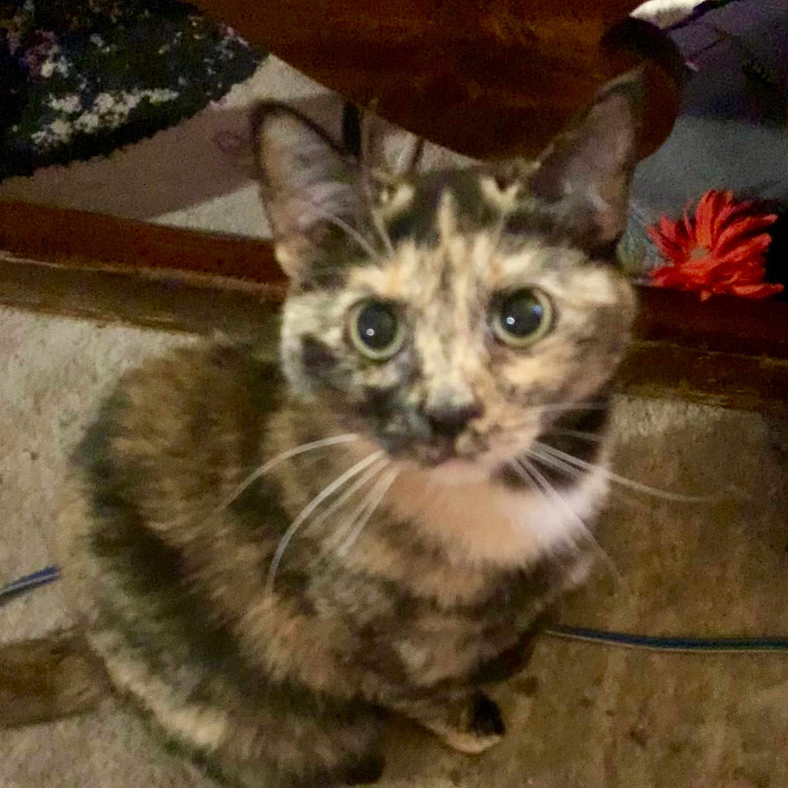 Eliza