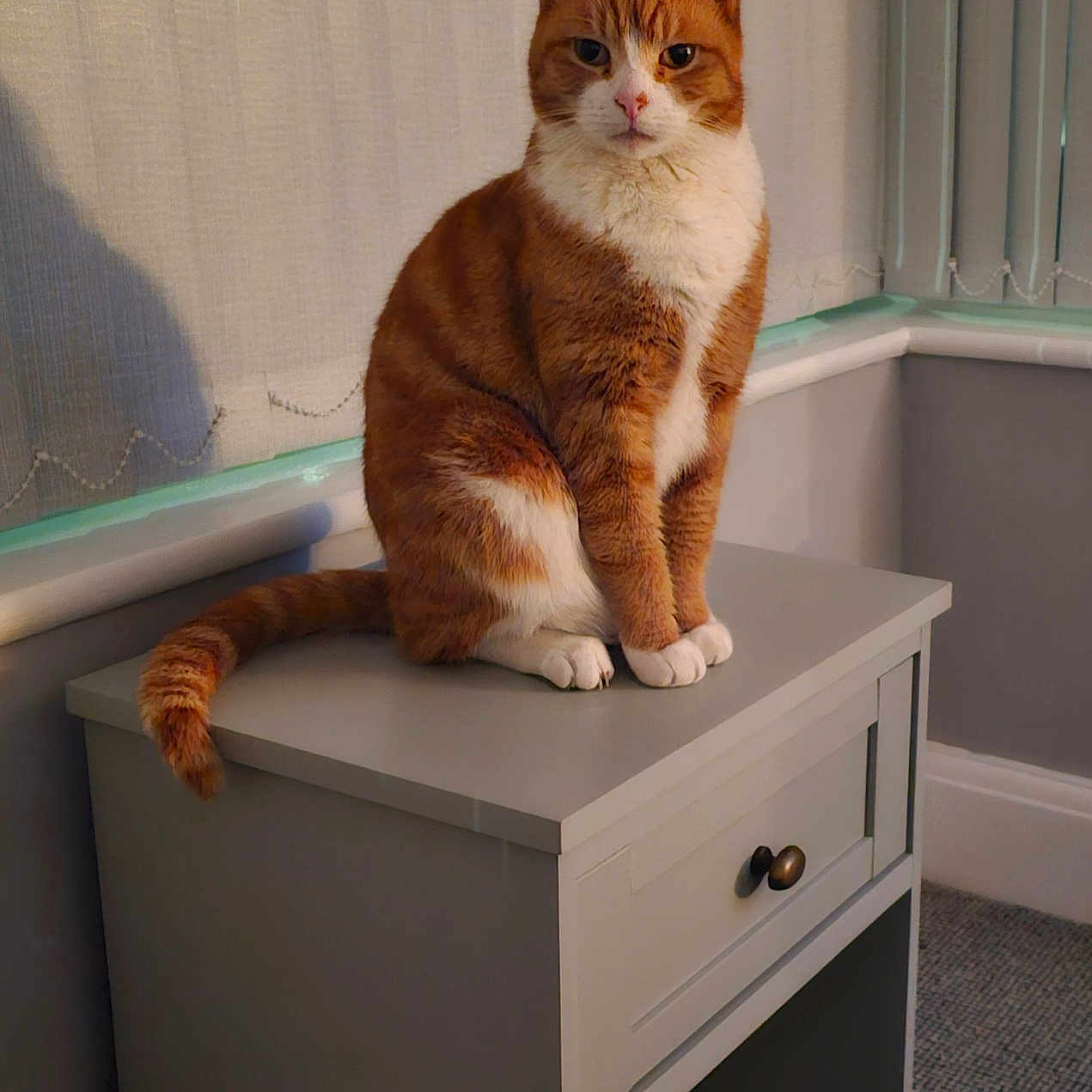 Jaffa joined the competition — help win amazing prizes! abyssinian, animal, box, cabinet, cat, closet, corner, cupboard, desk, drawer, furniture, hardwood, indoors, kitten, manx, pet, plywood, shelf, table, wood