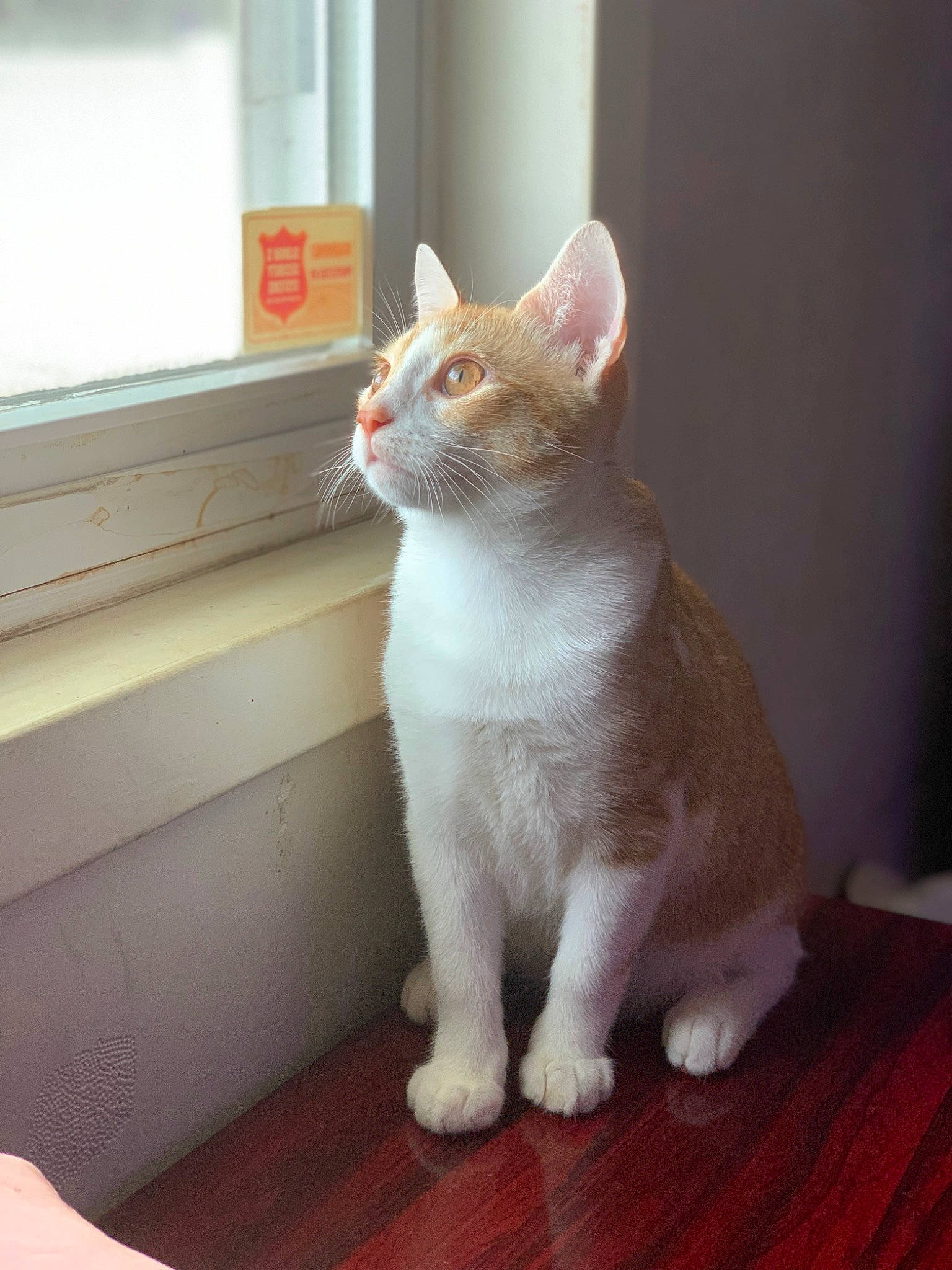 Saint-havoc joined the competition — help win amazing prizes! carnivore, cat, domestic_short_haired_cat, eye, fawn, felidae, flooring, fur, grey, hardwood, paw, small_to_medium_sized_cats, snout, tail, whiskers, window, wood