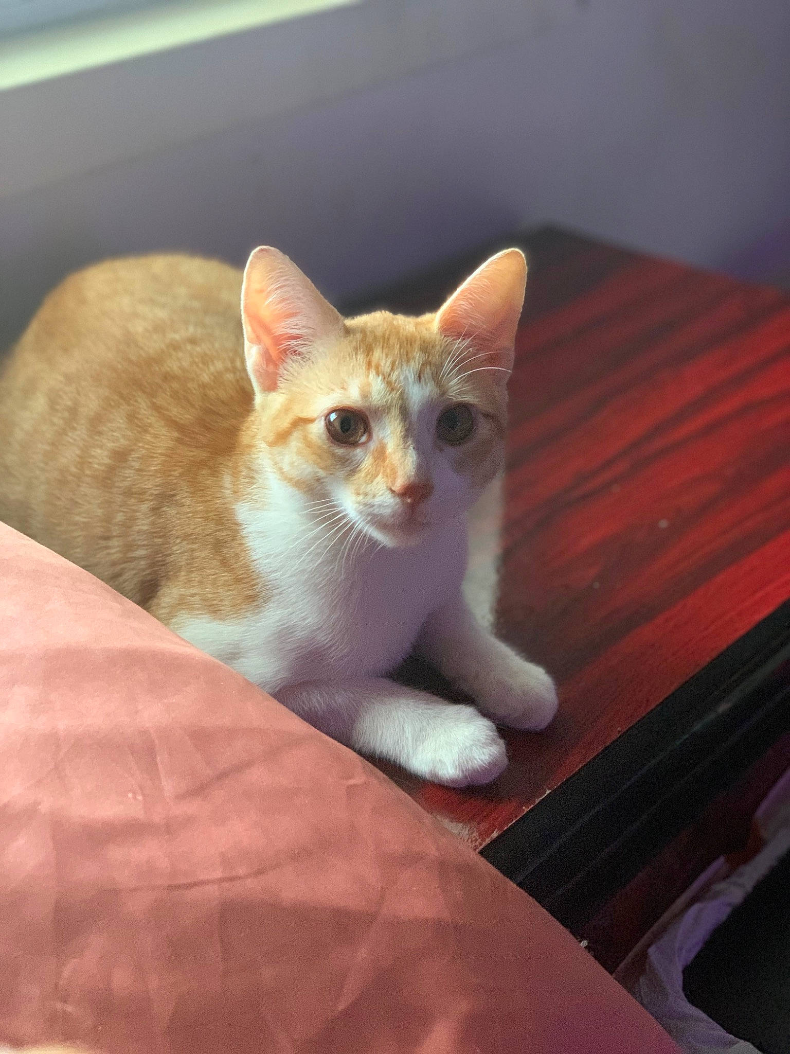 Saint-havoc is registered to the contest to win money with this photo: carnivore, cat, domestic_short_haired_cat, eye, fawn, felidae, flooring, fur, hardwood, paw, sitting, small_to_medium_sized_cats, snout, tail, terrestrial_animal, whiskers, wood