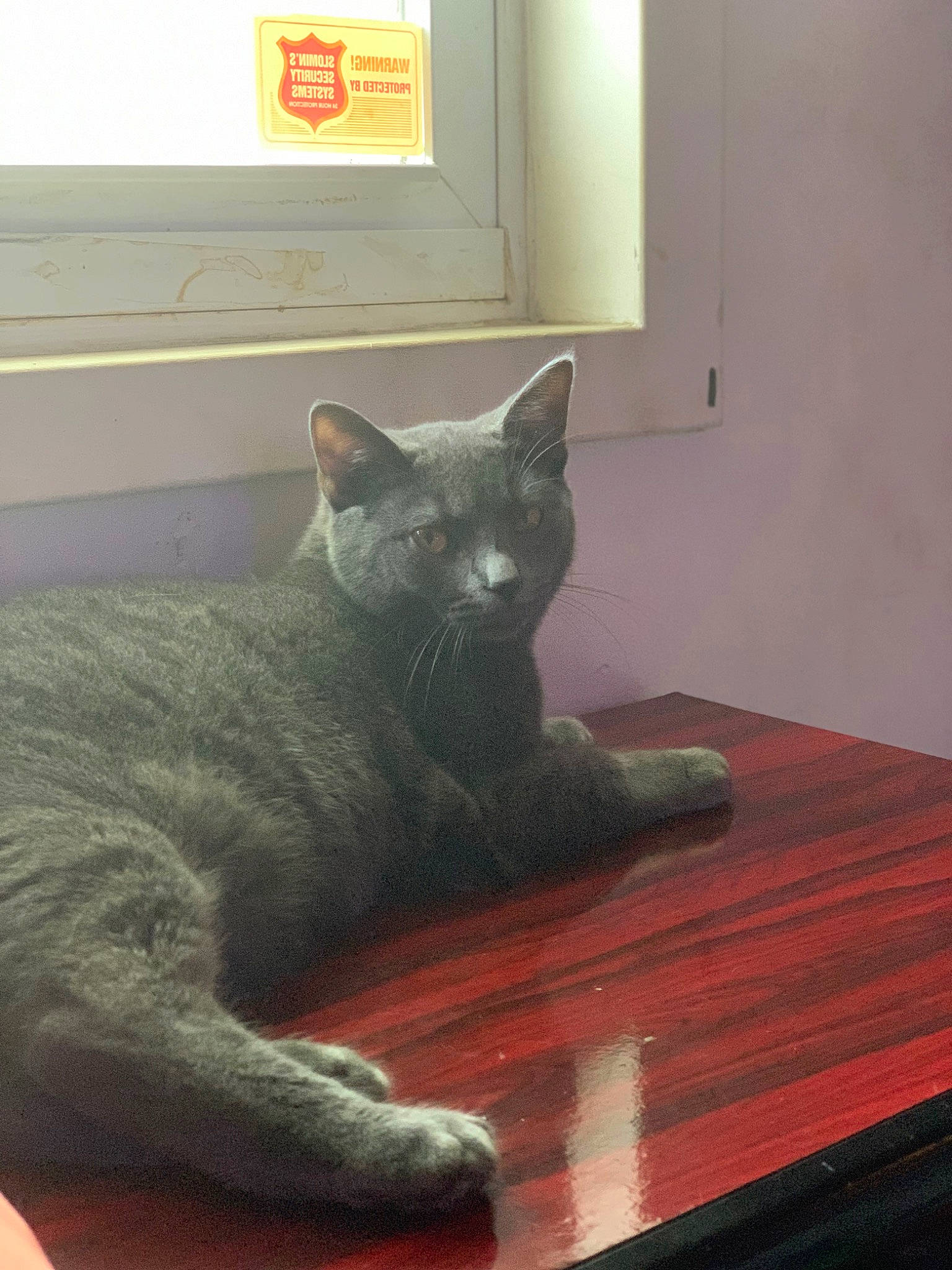 Chaos is registered to the contest to win money with this photo: black_cat, carnivore, cat, comfort, domestic_short_haired_cat, felidae, flooring, fur, grey, hardwood, plank, room, russian_blue, small_to_medium_sized_cats, snout, tail, terrestrial_animal, whiskers, wood, wood_stain