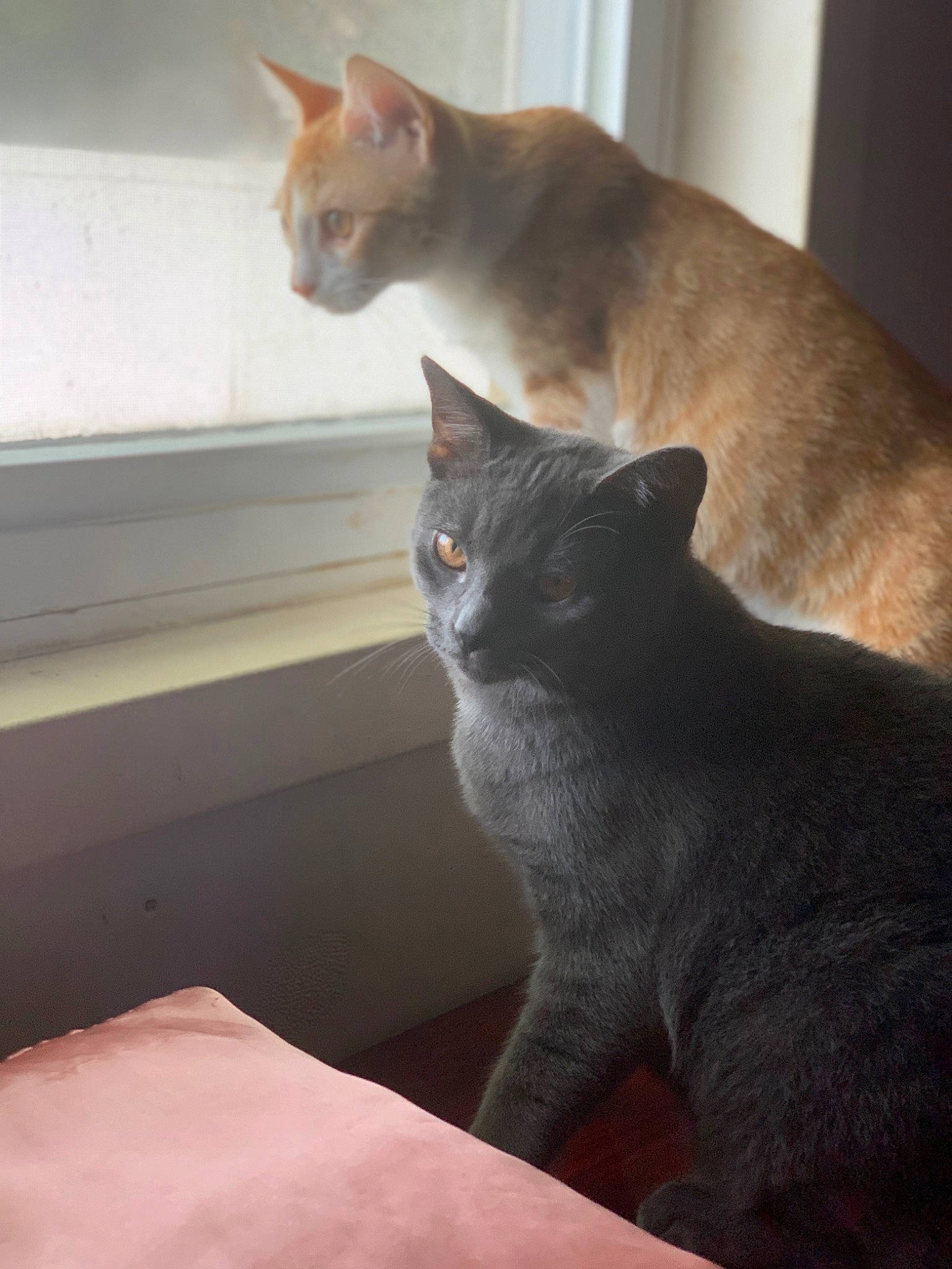 Chaos joined the competition — help win amazing prizes! carnivore, cat, cat_supply, comfort, domestic_short_haired_cat, fawn, felidae, fur, grey, mammal, room, small_to_medium_sized_cats, snout, tail, whiskers, window