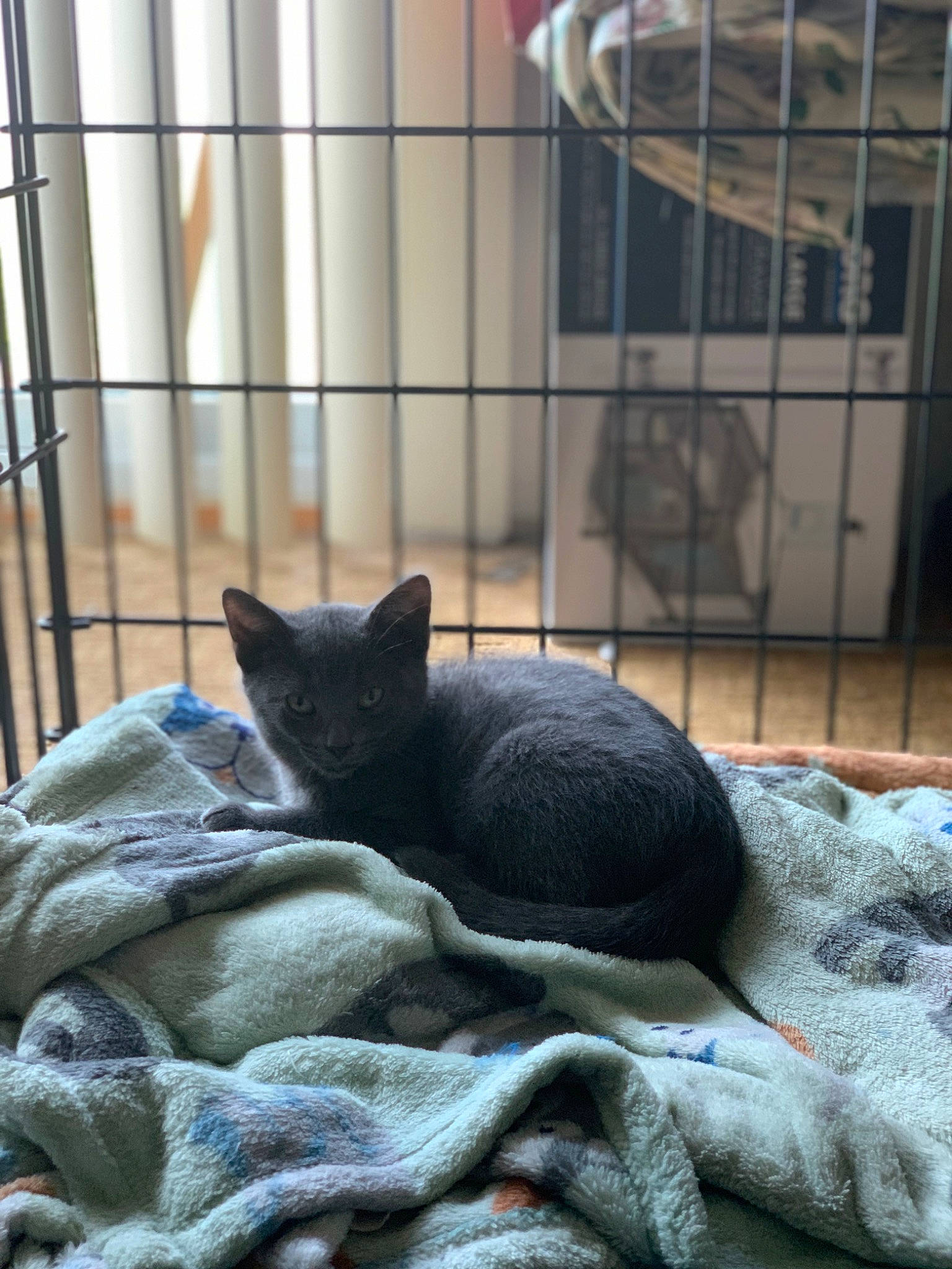 Chaos is registered to the contest to win money with this photo: animal_shelter, black_cat, bombay, cage, carnivore, cat, comfort, domestic_short_haired_cat, felidae, fur, grey, mammal, pet_supply, small_to_medium_sized_cats, snout, tail, terrestrial_animal, vertebrate, whiskers, wood