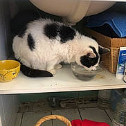 Tekila a rejoint le concours — aidez-le/la à gagner de superbes lots ! cat, black_and_white, drinking, water, glass_bowl, cabinet, shelf, wicker_basket, blue_towel, yellow_bowl, red_cloth, household_items, indoor, pet, feline, fur, animal, container, floor, tile