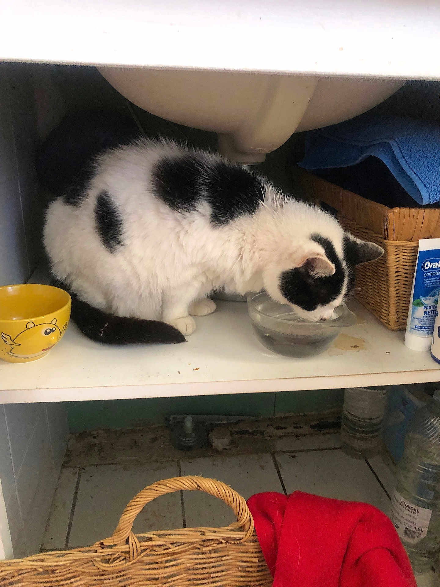 Tekila a rejoint le concours — aidez-le/la à gagner de superbes lots ! cat, black_and_white, drinking, water, glass_bowl, cabinet, shelf, wicker_basket, blue_towel, yellow_bowl, red_cloth, household_items, indoor, pet, feline, fur, animal, container, floor, tile