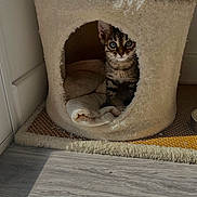 Iris participe au concours pour gagner de l'argent avec cette photo : animal, blanket, cat, cat_condo, cozy, curious, cute, feline, floor, fur, home, indoor, kitten, paw, pet, resting, small, sunlight, tabby, young