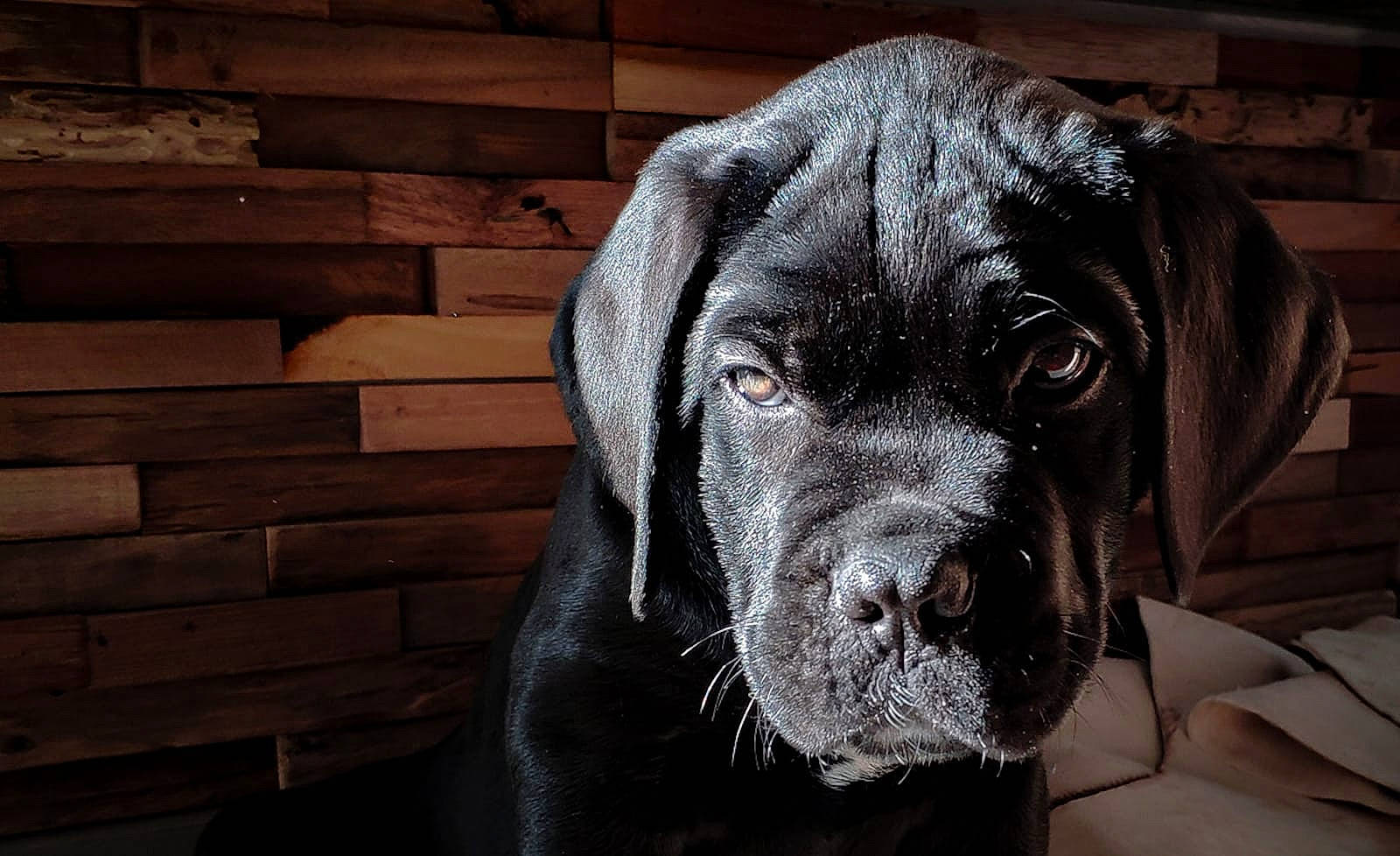 Ragnar participe au concours pour gagner de l'argent avec cette photo : borador, carnivore, companion_dog, dog, dog_breed, fur, guard_dog, gun_dog, hunting_dog, liver, non_sporting_group, retriever, snout, sporting_group, terrestrial_animal, whiskers, wood, working_animal