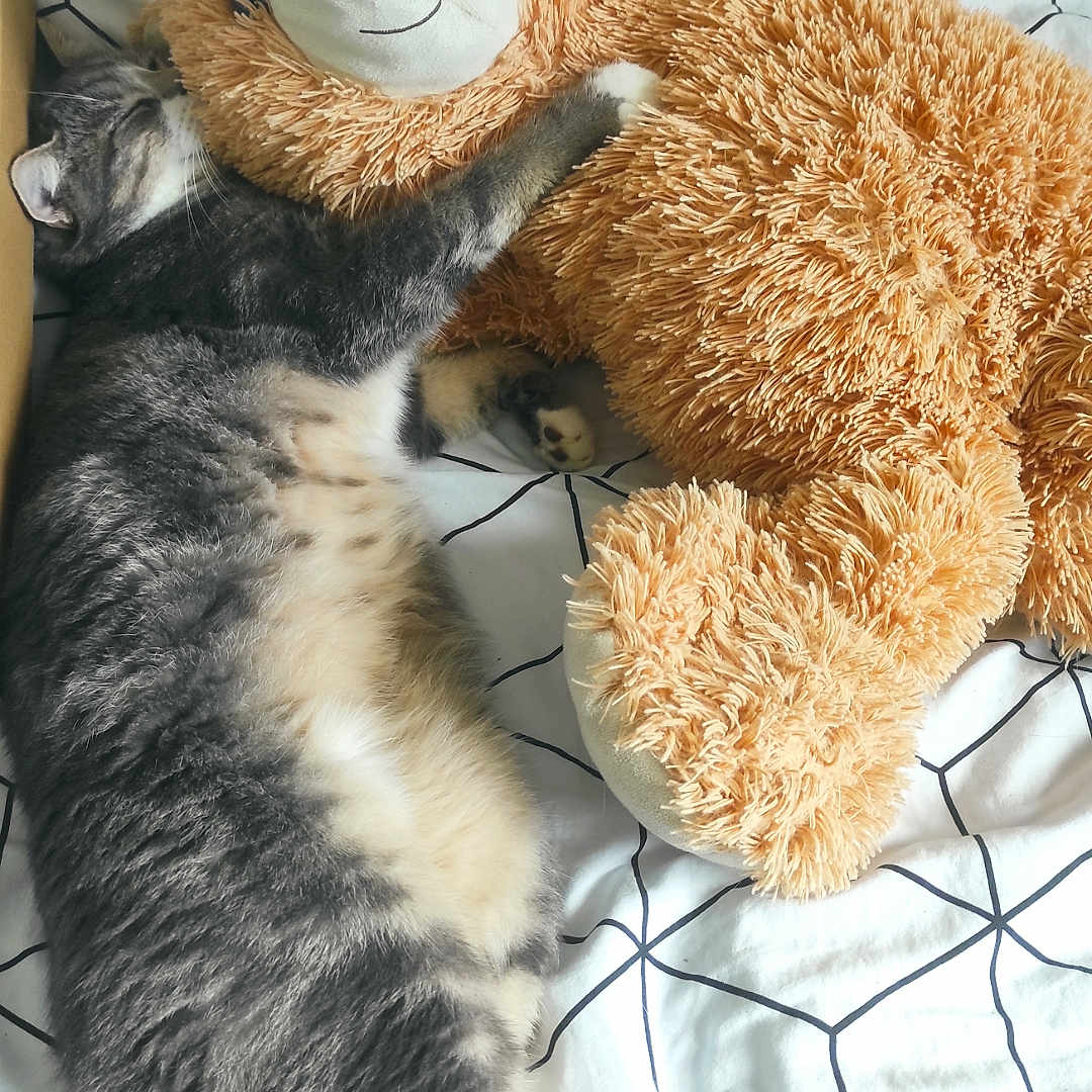 Speedy a rejoint le concours — aidez-le/la à gagner de superbes lots ! animal, bed, bedspread, cat, cozy, cuddling, feline, geometric_pattern, gray_cat, indoor, pet, pillow, plush, relaxing, sleeping, snuggling, stuffed_toy, tabby_cat, teddy_bear, white_bedspread