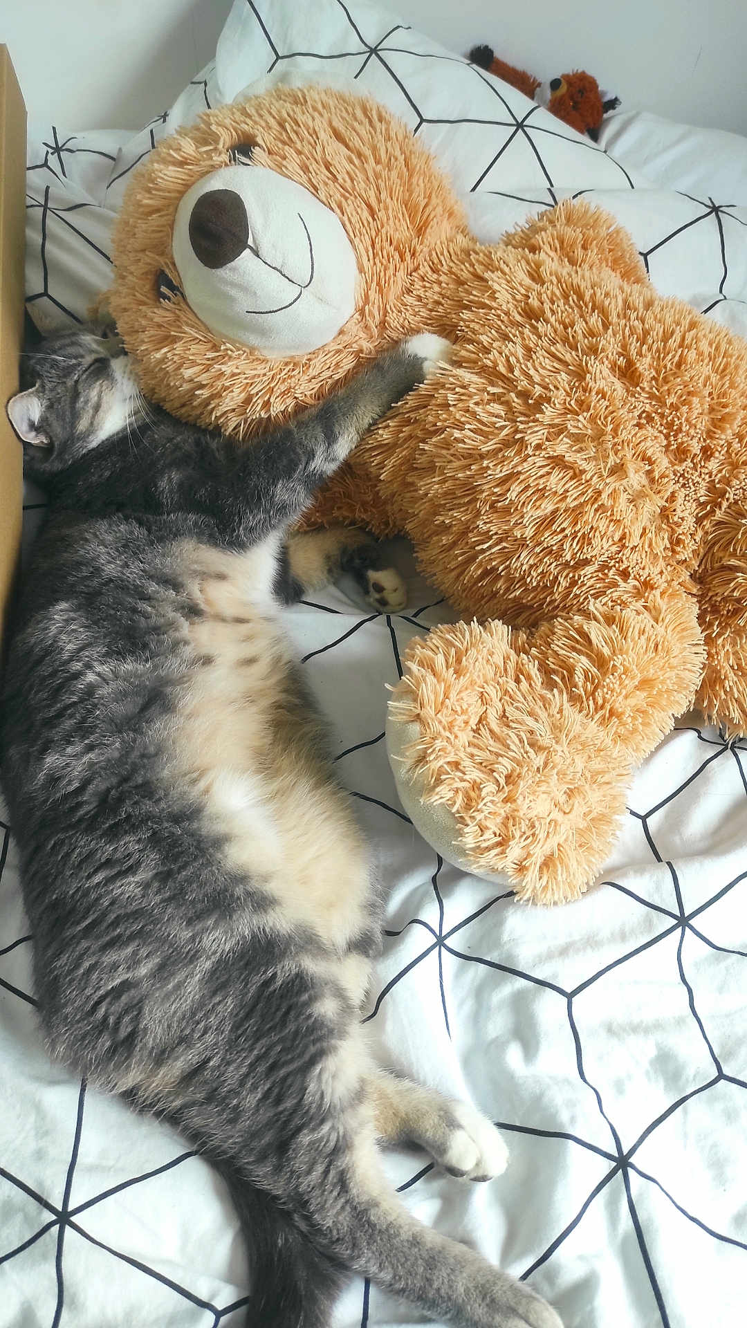 Speedy a rejoint le concours — aidez-le/la à gagner de superbes lots ! cat, tabby_cat, stuffed_toy, teddy_bear, bed, bedspread, pillow, indoor, cozy, snuggling, sleeping, feline, plush, gray_cat, white_bedspread, geometric_pattern, animal, pet, cuddling, relaxing