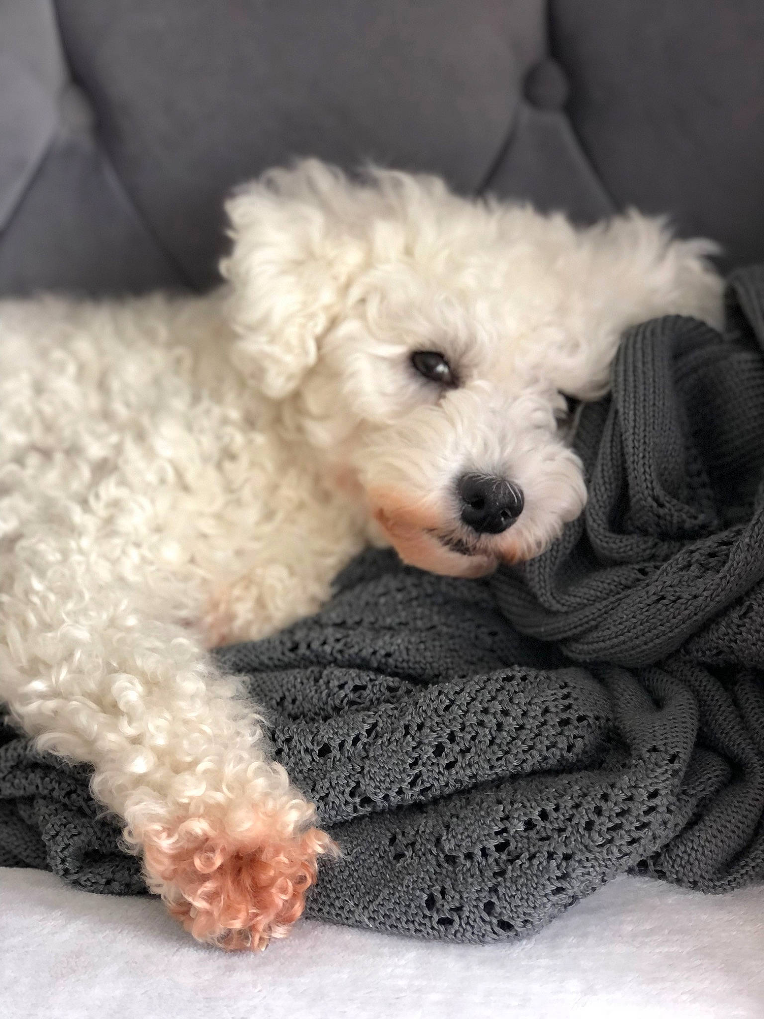 Bonnie joined the competition — help win amazing prizes! canidae, carnivore, cockapoo, companion_dog, dog, dog_breed, dog_collar, dog_supply, fur, labradoodle, poodle, shih_poo, small_terrier, snout, sporting_group, terrier, toy_dog, water_dog, working_animal, yorkipoo