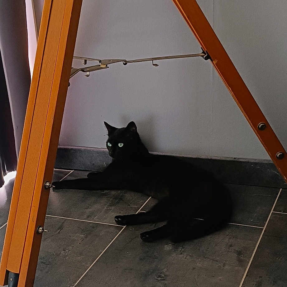 Nikita