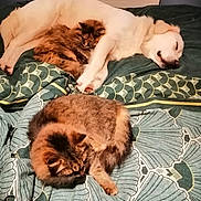 Tiya participe au concours pour gagner de l'argent avec cette photo : animal, bed, blanket, cat, comfort, companion, cozy, cuddle, cute, dog, domestic, friendship, fur, furry, indoor, pet, relaxing, resting, sleeping, warm