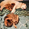 animal, bed, blanket, cat, comfort, companion, cozy, cuddle, cute, dog, domestic, friendship, fur, furry, indoor, pet, relaxing, resting, sleeping, warm