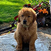 Tilly joined the competition — help win amazing prizes! puppy, dog, golden_retriever, wet, outdoor, grass, plants, flower, young_dog, sitting, nature, cute, animal, pet, fur, collar, garden, daylight, stone_surface, adorable
