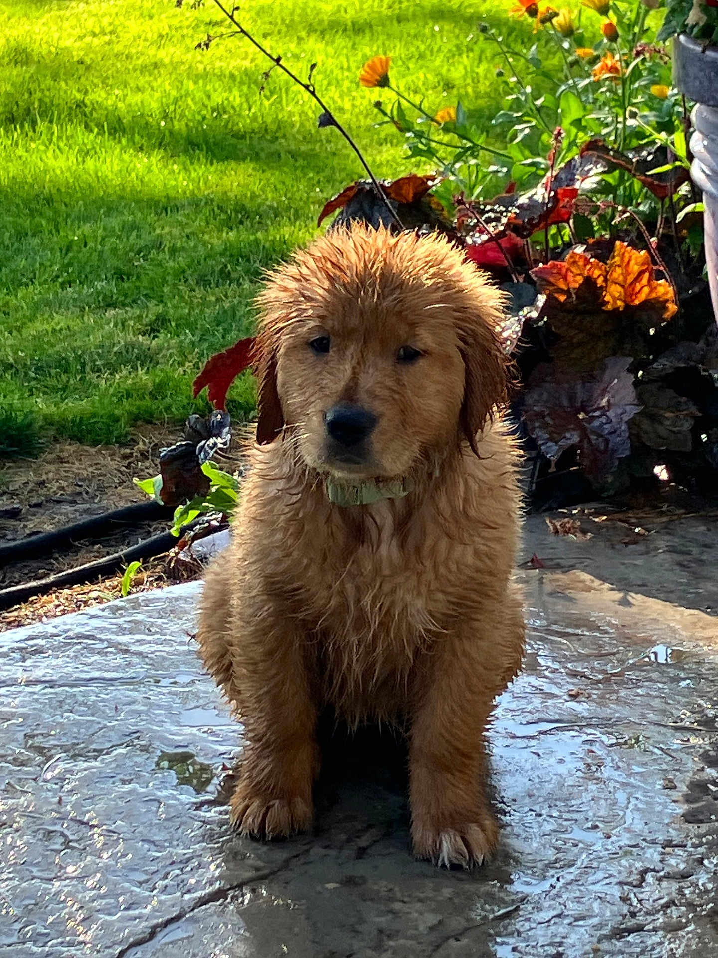 Tilly