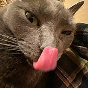 Fiona joined the competition — help win amazing prizes! cat, tongue, close_up, grey_cat, indoor, plaid, fabric, whiskers, feline, pet, cute, funny, animal, face, blurred_background, cozy, household, tongue_out, fur, portrait