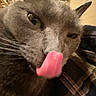 cat, tongue, close_up, grey_cat, indoor, plaid, fabric, whiskers, feline, pet, cute, funny, animal, face, blurred_background, cozy, household, tongue_out, fur, portrait