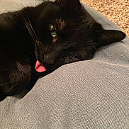 Timmy joined the competition — help win amazing prizes! black_cat, cat, pet, animal, sleeping, tongue_out, close_up, indoor, cozy, texture, fabric, whiskers, ear, eye, cute, resting, relaxed, feline, soft, domestic_cat