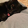 black_cat, cat, pet, animal, sleeping, tongue_out, close_up, indoor, cozy, texture, fabric, whiskers, ear, eye, cute, resting, relaxed, feline, soft, domestic_cat